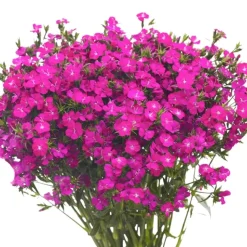 Store 18 Inch Purple Dianthus Spray w/Eva Foliage - cozylivehome.com | we sell a wide range of comfortable household items Giftware