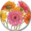 ABSORBENT CAR COASTER GERBER DAISIES - cozylivehome.com | we sell a wide range of comfortable household items^ Shop All