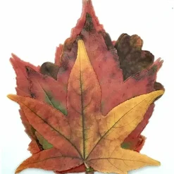 Fall Leaves Parchment - cozylivehome.com | we sell a wide range of comfortable household items^ Shop All