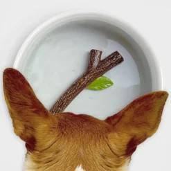 New Stick Pet Bowl - cozylivehome.com | we sell a wide range of comfortable household items Shop All